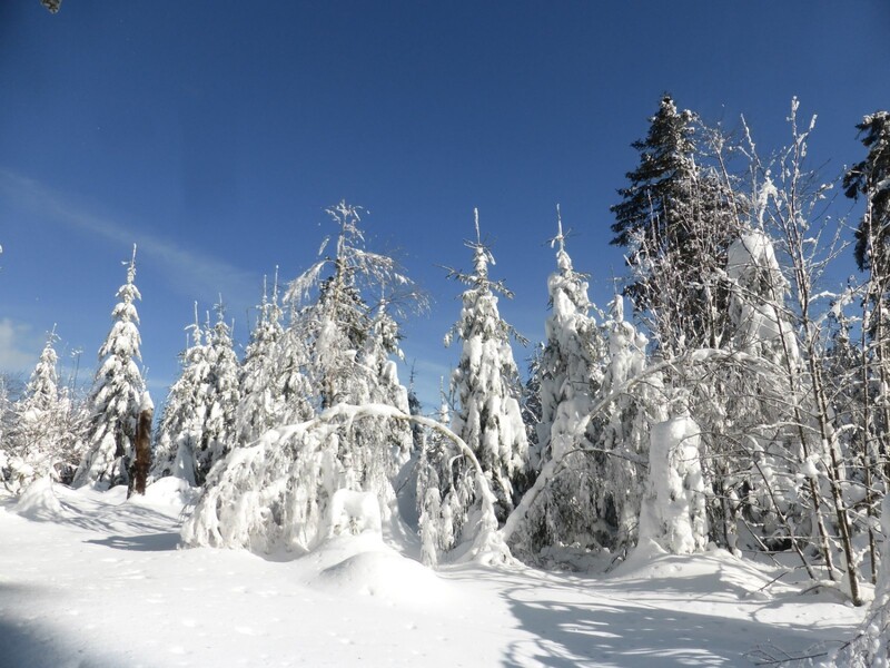 Der kurzzeitige Wintereinbruch in der vergangenen Woche hat auch in den Wäldern im Landkreis für ordentlich Schnee gesorgt - das Foto vom Samstag zeigt den Bereich des Pröller-Gipfels bei Sankt Englmar. In den Wochen und Monaten davor sah es dort allerdings mehr grün aus als weiß. In der Regel kommt der heimische Wald auch mit einem milden Winter gut zurecht. 