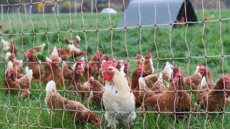 Auch Hobbygeflügelhalter müssen laut einer Mitteilung des Landratsamts Straubing-Bogen Vorkehrungen zum Schutz vor der Vogelgrippe treffen. (Symbolbild)