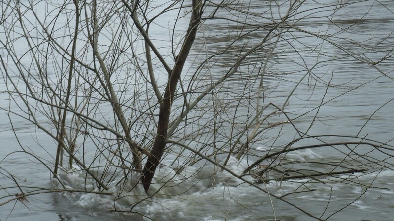 Meldestufe 2 und 3 könnte die kommenden Tage laut Prognosen an einigen Donau-Ufern erreicht werden. (Symbolbild)