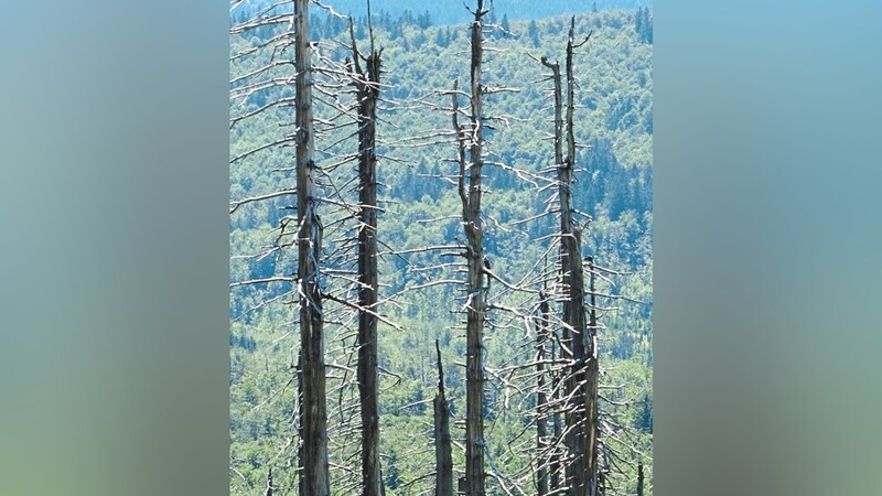 Vom Borkenkäfer beschädigte Fichten im Bayerischen Wald.