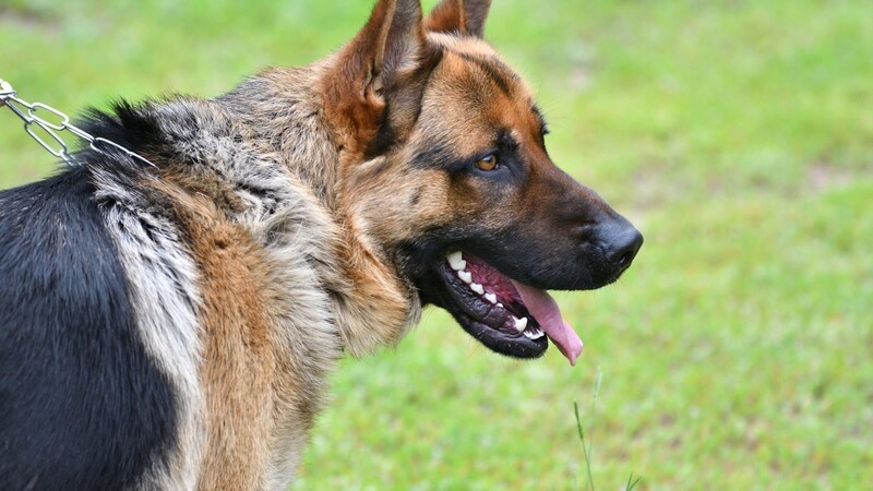 Der nicht angeleinte Schäferhund ging auf seinen kleineren Artgenossen los. (Symbolbild)