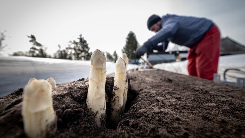 Warmes Wetter lässt Spargel wachsen.