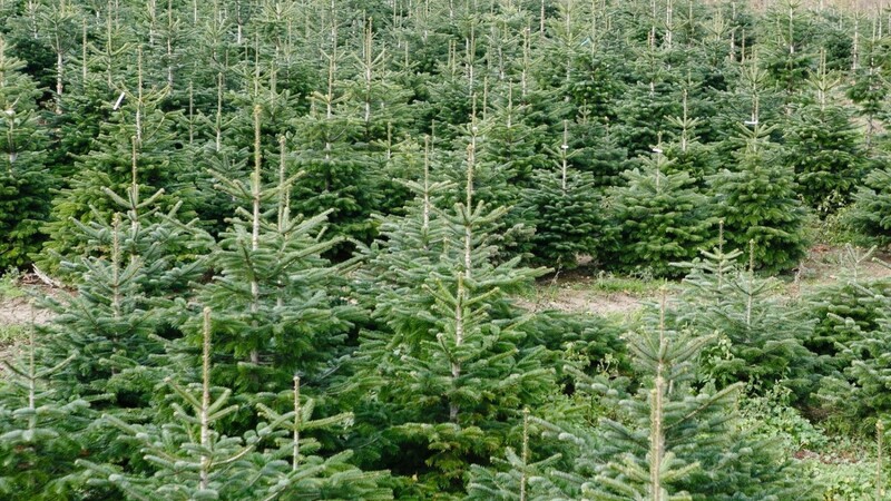 Eine Gruppe Jugendlicher soll in Osterhofen einen Christbaum in einen anderen Christbaum geworfen haben. (Symbolbild)