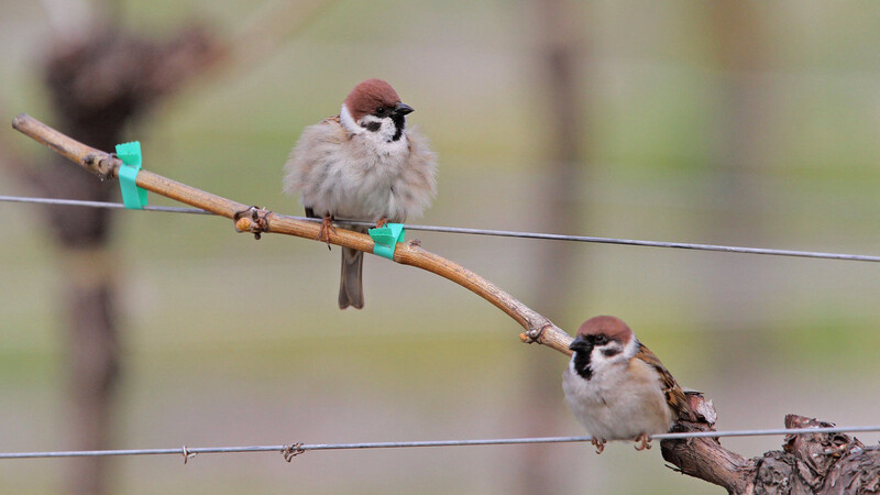 Wie im Vorjahr war der Feldsperling die am häufigsten gemeldete Vogelart im Landkreis Landshut. Allerdings gingen auch bei den Spatzen die Zahlen zurück.