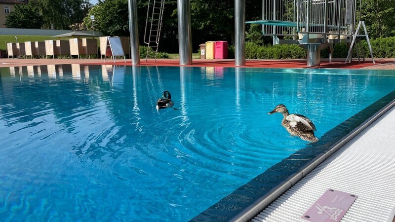 Am wohlsten fühlen sich die beiden Enten dann, wenn noch nicht so viel im Freibad los ist.