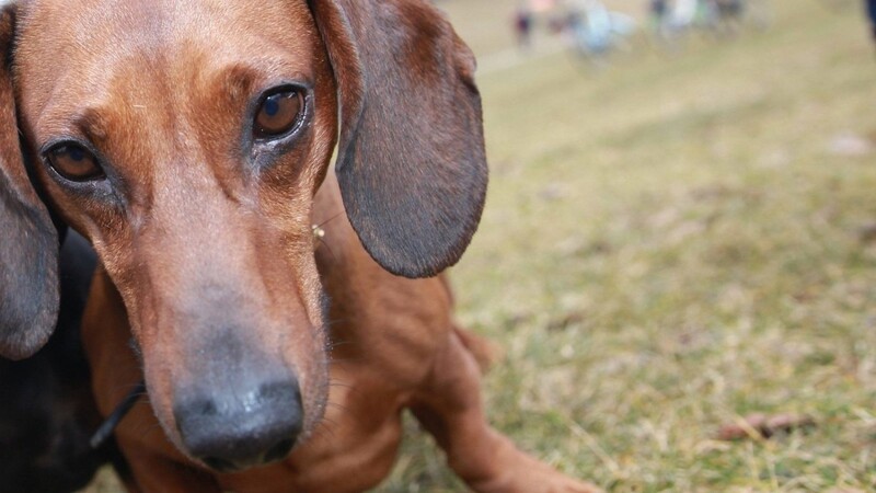 Brutal misshandelt wurde ein Dackel am Samstag vor einem Gasthaus in Haibach (Kreis Straubing-Bogen). Die Polizei ermittelt jetzt gegen den Besitzer des Hundes. (Symbolbild)