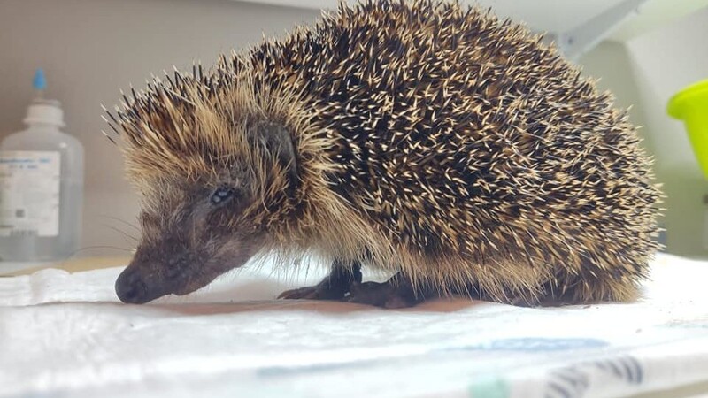 Der geschwächte Igel-Opi "Igor" wird derzeit in der Igelstation aufgepäppelt.