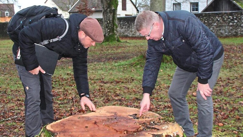 Der Rest eines von fünf gefällten Bäumen: 120 Jahre alt dürfte diese Buche gewesen sein, durch einen Pilz stark geschädigt.