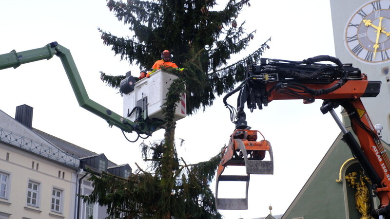 Der Christbaum vom Stadtplatz wird zum Kletterbaum für Bären im Straubinger Tiergarten.