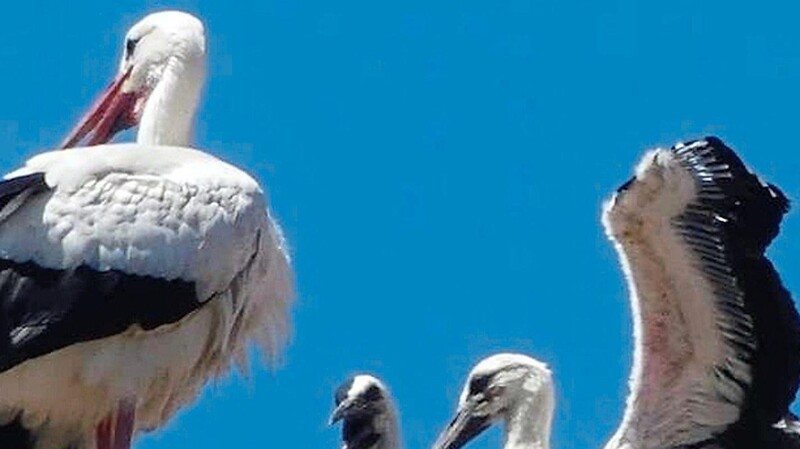 Die Spannung steigt: Die zwei Storchenjungen in Chamerau könnten in der nächsten Woche ihren Horst für den ersten Flug verlassen. Die Storchenbeobachter sind sich sicher: "Die Jungen sind fit, bald geht es los".