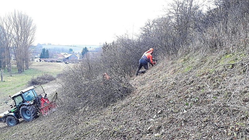 Ein Landschaftspflegetrupp schneidet dieses Gebüsch nun soweit zurück, dass die Schafe mit der Beweidung wieder ungehindert ihren "Landschaftspflegedienst" zum Erhalt der Wiese verrichten können.