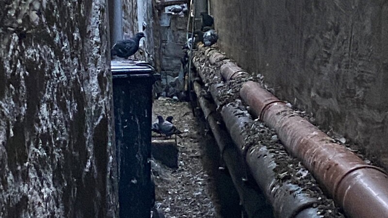 Tauben, Kot: So sieht es zwischen zwei Häusern an einer Seitengasse des Straubinger Stadtplatzes aus.