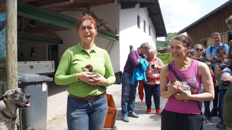 Marion Carlile von der Wildvogelhilfe (r..) brachte zur Patenführung zwei junge Gänsesäger mit, mit denen im Tierpark gezüchtet werden soll.