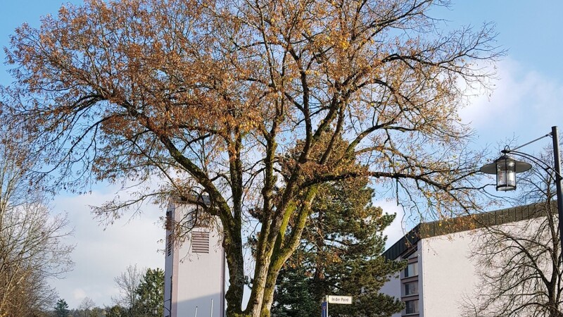 Baum in der Point.