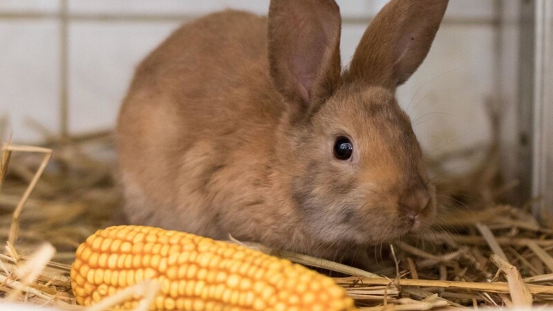 Eine kleine Leckerei für Hase Mister.