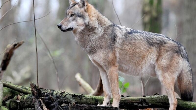 Ein europäischer Grauwolf steht in einem Gehege.