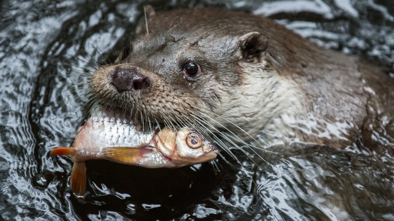 Fischotter dürfen in der Oberpfalz nicht mehr einfach so getötet werden. (Symbolbild)