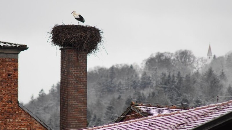 Der Chamerauer Storch ist dank des milden Winters gut genährt und muss sich um seine Gesundheit keine Sorgen machen. Hoffnungsvoll richtet sich sein Blick in die Ferne, wann das Weibchen vom letzten Jahr eintrifft.