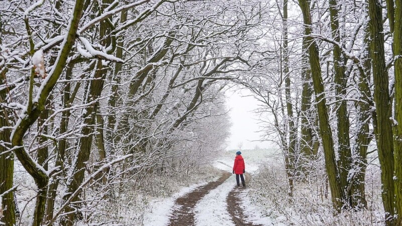 Mit Schnee bedeckt ist die Landschaft an einem Waldweg.