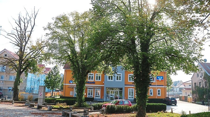 Die Linden im Piendl-Park haben mit der Trockenheit zu kämpfen und sind bereits am Absterben.