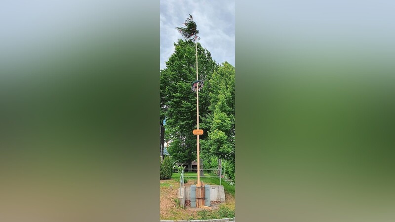 "Brauchtum bleibt immun" steht auf dem Schild am Baum, der urplötzlich am Morgen da stand.