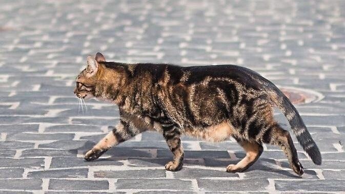 In Mainburg hat ein Unbekannter einen Kater angeschossen. (Symbolbild)