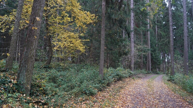 Auf der linken Seite Weges ist der Bogenparcours geplant.