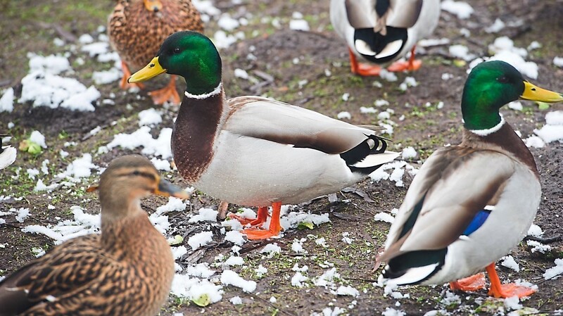 Die tote Wildente, die im Großraum Aiterhofen-Straßkirchen entdeckt wurde, war mit dem Vogelgrippevirus infiziert.