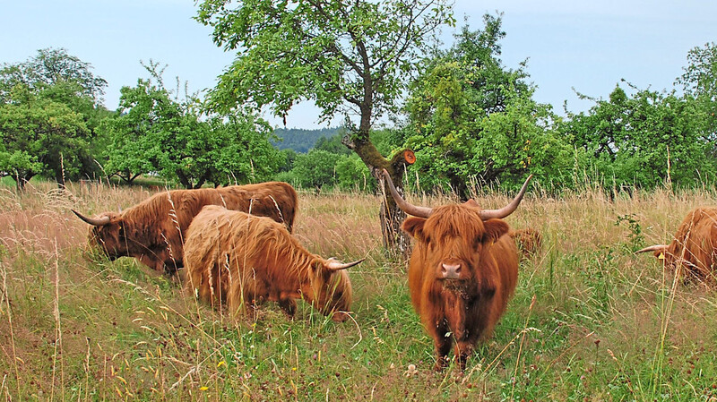 Dieser Anblick empfing 2017 die Bezirksjury des Wettbewerbs "Unser Dorf hat Zukunft" in Falkenfels: Schottische Hochlandrinder, die unter den Bäumen der alten Streuobstwiese weideten.