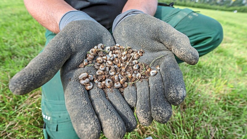 Landwirte fürchten wegen der hohen Zahl an Maikäfern um ihre Wiesen. Die Maikäfer-Larven leben im Boden und fressen Graswurzeln. Bei massenhaftem Befall sterben Wiesen großflächig ab.